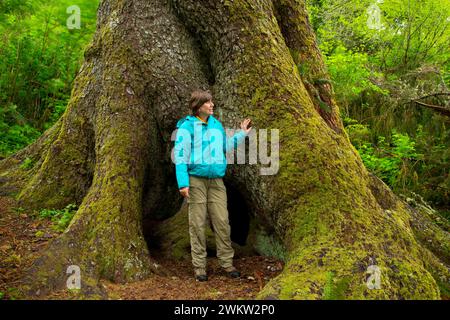 Sitka-fichte (Picea sitchensis) älterer Baum, Regatta Anlage Park, Lincoln City, Oregon Stockfoto