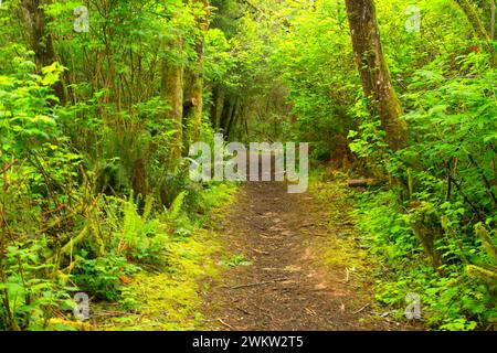 Wanderweg, Freunde von wildwoods Open Space, Lincoln City, Oregon Stockfoto