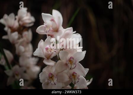 Ein Haufen weißer Orchideen auf dunklem Hintergrund. Cymbidium oder Boat Orchid Stockfoto