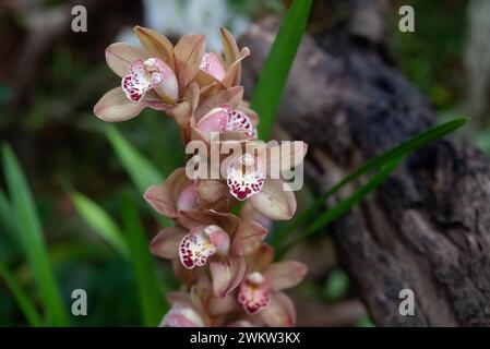 Ein Haufen orange rosa Cymbidium oder Boat Orchid. Warme rosa Orchideenblüten auf Grün Stockfoto