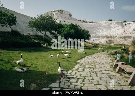 Enten schwimmen im See. Pamukkale, Türkei-August 2019. Grüner See mit einer Insel im Zentrum. Hochwertige Fotos Stockfoto