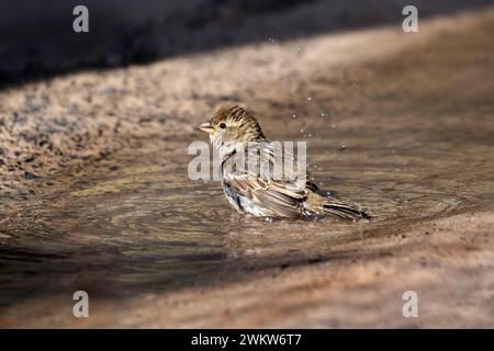 Weidensperling (Passer hispaniolensis), das ein Bad in einer Pfütze nimmt Stockfoto