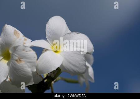 Schöne weiße Blume, Plumeria pudica, Geigen-Blatt-Plumeria, im Club Med auf San Salvador Island, Bahamas Stockfoto