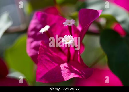 Wunderschöne dunkelrote Blume, Bougainvillea spectabilis, großartige Bougainvillea, im Club Med auf San Salvador Island, Bahamas Stockfoto