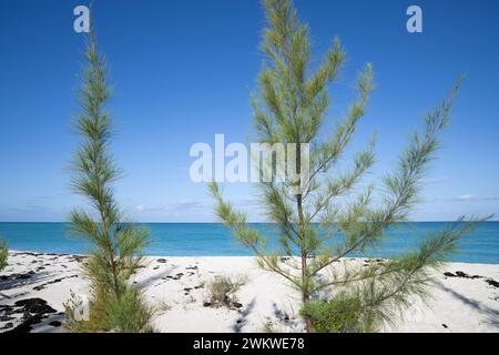 Karibikkiefer, Pinus caribaea, auf San Salvador Island, Bahamas Stockfoto