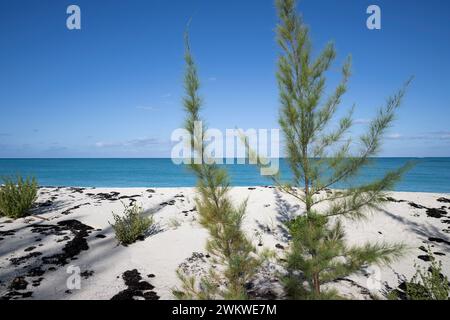 Karibikkiefer, Pinus caribaea, auf San Salvador Island, Bahamas Stockfoto