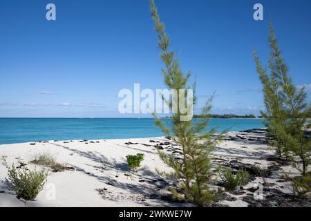 Karibikkiefer, Pinus caribaea, auf San Salvador Island, Bahamas Stockfoto