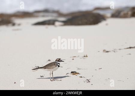 Shorebird, KILLDEER Charadrius vociferus, am Strand, San Salvador Island, Bahamas Stockfoto