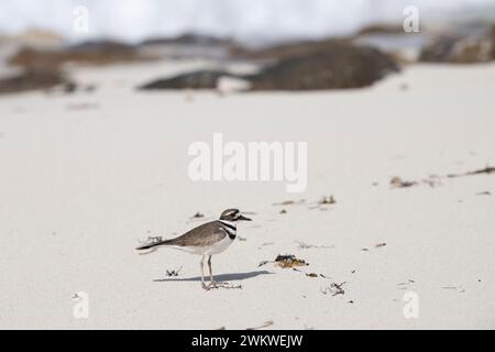 Shorebird, KILLDEER Charadrius vociferus, am Strand, San Salvador Island, Bahamas Stockfoto