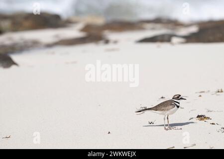 Shorebird, KILLDEER Charadrius vociferus, am Strand, San Salvador Island, Bahamas Stockfoto