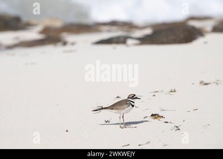 Shorebird, KILLDEER Charadrius vociferus, am Strand, San Salvador Island, Bahamas Stockfoto