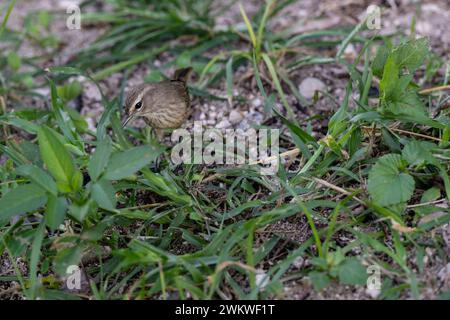 Palm Warbler, Setophaga palmarum, am Boden, auf San Salvador Island, Bahamas Stockfoto