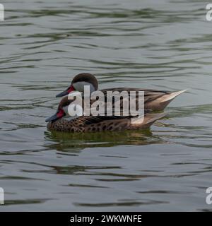 Zwei süße braune Enten schwimmen auf einem dunkelgrünen See Stockfoto