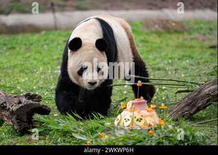 Madrid, Spanien. Februar 2024. Ein riesiger Panda, der während einer offiziellen Zeremonie im Zoo von Madrid gesehen wurde. Der öffentliche Akt feiert die Rückkehr einer bestehenden Familie von fünf Pandas nach China und begrüßt in naher Zukunft ein neues Pandas-Paar; das Madrid Zoo Aquarium de Madrid feiert sein Engagement für die Erhaltung von Riesenpandas in Partnerschaft mit der China Wildlife Conservation Association (Credit Image: © Alberto Gardin/SOPA images via ZUMA Press Wire) NUR REDAKTIONELLE VERWENDUNG! Nicht für kommerzielle ZWECKE! Stockfoto