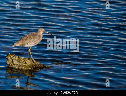 Willet wurde im Heron's Head Park in San Francisco entdeckt Stockfoto