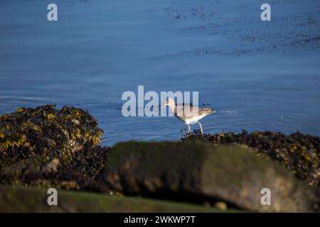 Willet wurde im Heron's Head Park in San Francisco entdeckt Stockfoto