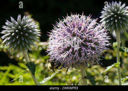Die attraktiven runden Blütenköpfe von Echinops, bekannt als Globe Thistle Stockfoto