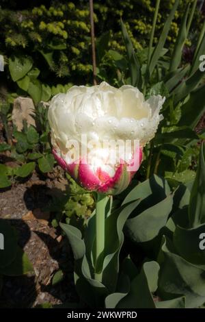 Eine seltene und ungewöhnliche, doppelte „Ice Cream Tulpe“-Sorte, die nach ihren cremefarbenen Blütenblättern am oberen Rand des Bechers benannt ist. Stockfoto