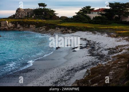 Seelöwen liegen am Strand im Hopkins Marine Life Refuge; Monterey Bay, Pacific Grove, Kalifornien. Leere Muschelschalen im Zusammenhang mit dem Klimawandel. Stockfoto