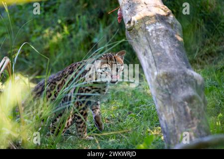 Corsac Fox Cubs (Vulpes Corsac) wurden in freier Wildbahn entdeckt Stockfoto