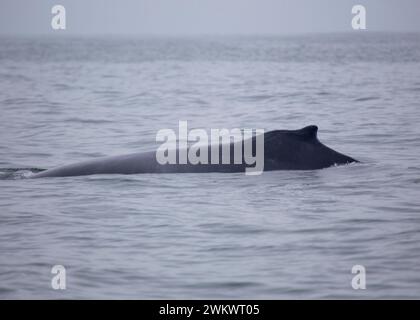 Buckelwal (Megaptera novaeangliae) in der Bucht von San Francisco Stockfoto