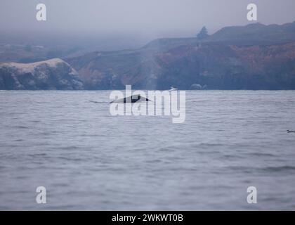 Buckelwal (Megaptera novaeangliae) in der Bucht von San Francisco Stockfoto