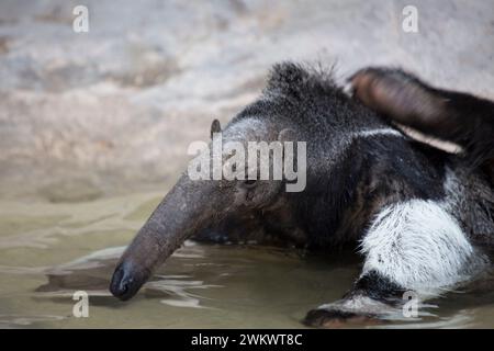 Riesenantiere (Myrmecophaga tridactyla) in freier Wildbahn Stockfoto