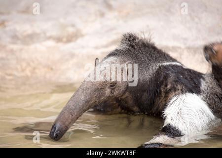 Riesenantiere (Myrmecophaga tridactyla) in freier Wildbahn Stockfoto