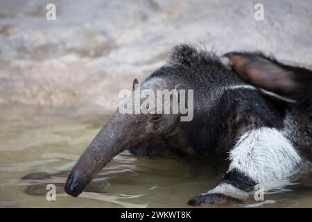 Riesenantiere (Myrmecophaga tridactyla) in freier Wildbahn Stockfoto