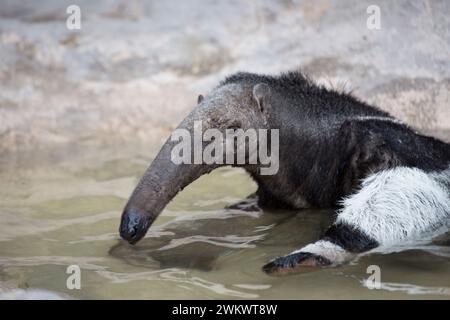 Riesenantiere (Myrmecophaga tridactyla) in freier Wildbahn Stockfoto