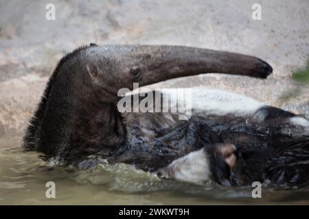 Riesenantiere (Myrmecophaga tridactyla) in freier Wildbahn Stockfoto