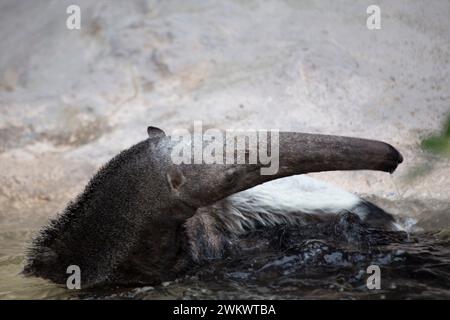 Riesenantiere (Myrmecophaga tridactyla) in freier Wildbahn Stockfoto