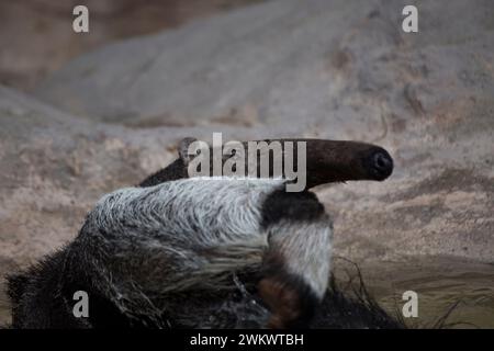 Riesenantiere (Myrmecophaga tridactyla) in freier Wildbahn Stockfoto