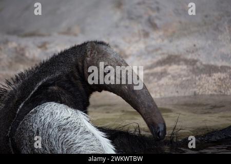 Riesenantiere (Myrmecophaga tridactyla) in freier Wildbahn Stockfoto