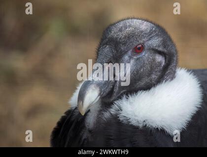 Andenkondor (Vultur gryphus) in freier Wildbahn gesichtet Stockfoto