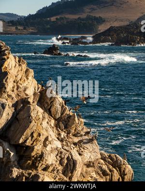 Eine Kolonie brauner Pelikane (Pelecanus occidentalis) auf Guillemot Island entlang der Nordseite des Point Lobos State Natural Reserve; Stockfoto