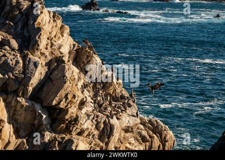 Eine Kolonie brauner Pelikane (Pelecanus occidentalis) auf Guillemot Island entlang der Nordseite des Point Lobos State Natural Reserve. Stockfoto