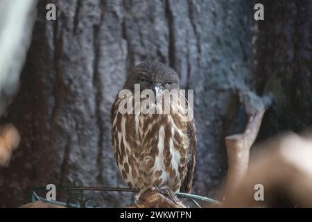Braune Hawk-Eulen (Ninox scutulata), die in freier Wildbahn gesichtet werden Stockfoto