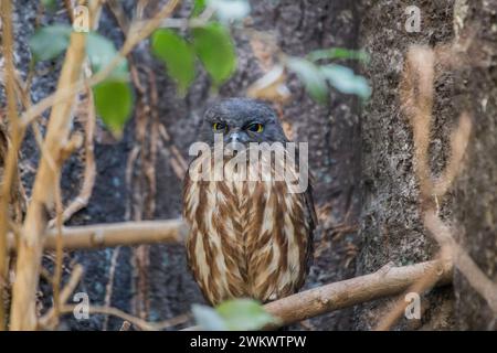 Braune Hawk-Eulen (Ninox scutulata), die in freier Wildbahn gesichtet werden Stockfoto