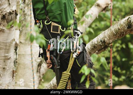 Man klettert auf einem Baum, um Zweige zu trimmen Stockfoto