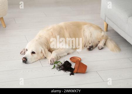 Frecher Labrador-Hund mit gefallenem Blumentopf auf dem Boden zu Hause Stockfoto