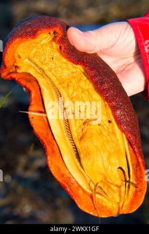 Chiton, Marine Gardens State Park, Oregon Stockfoto