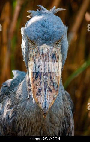 Shoebill Stork, Schuhschnabelstork ( Balaeniceps rex ) Ein riesiger Watvogel, Uganda, Afrika Stockfoto