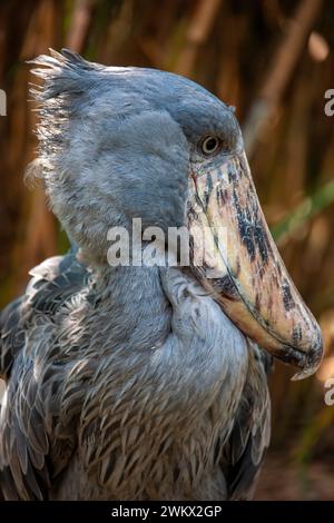 Shoebill Stork, Schuhschnabelstork ( Balaeniceps rex ) Ein riesiger Watvogel, Uganda, Afrika Stockfoto