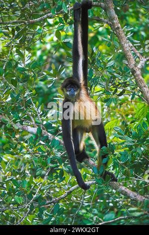 Yucatan Spider Monkey, auch bekannt als mexikanischer Spider Monkey (Ateles geoffroyi vellerosus), eine Unterart des Geoffroy-Spinnenaffen Belize Stockfoto
