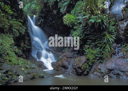 Elabana Falls, ein Wasserfall auf dem Box Forest Circuit Trail, im Lamington National Park, Queensland, Australien Stockfoto