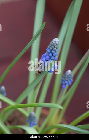 Honigbiene auf einer blauen Traubenhyazinthe. Hochwertige Fotos Stockfoto