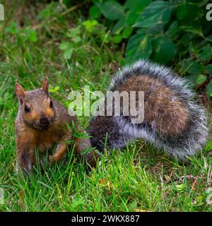 Ein Eichhörnchen im Gras Stockfoto