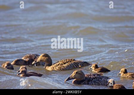 Gruppe von gewöhnlichen Eiderenten Somateria mollissima Mutter und neugeborene Entlein auf einer Lagune im Sommer in einer Küstenebene in arktischem Alaska von 1002 Stockfoto