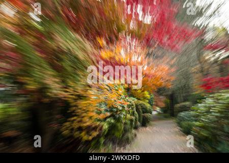 Zoom Unschärfe (Intention Camera Movement oder ICM) erzeugt einen einzigartigen Eindruck der herbstlichen Farben, die auf einem Pfad in White Rock, BC, zu finden sind Stockfoto